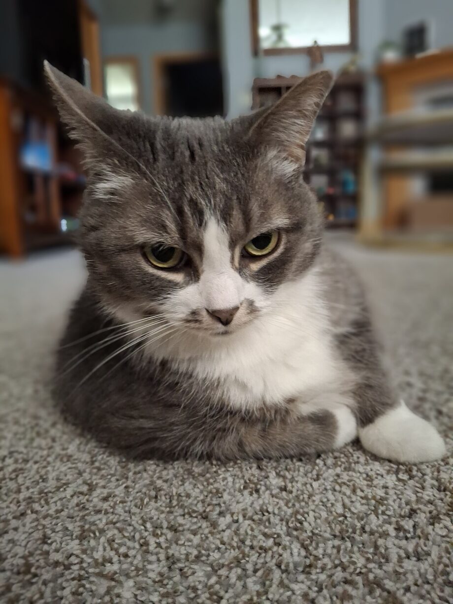A tortoiseshell cat standing beside a toppled cake on a floor