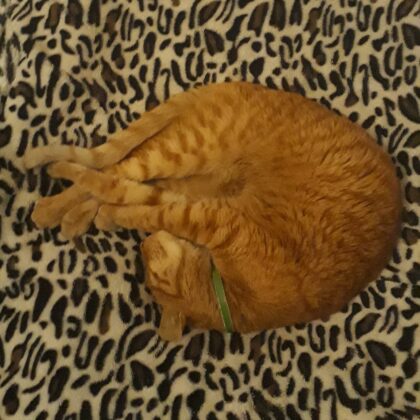 Demolition Insurance, Premium Paid in Fish, cat photo