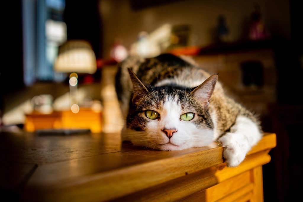 A cat at Edge of Table Demolition