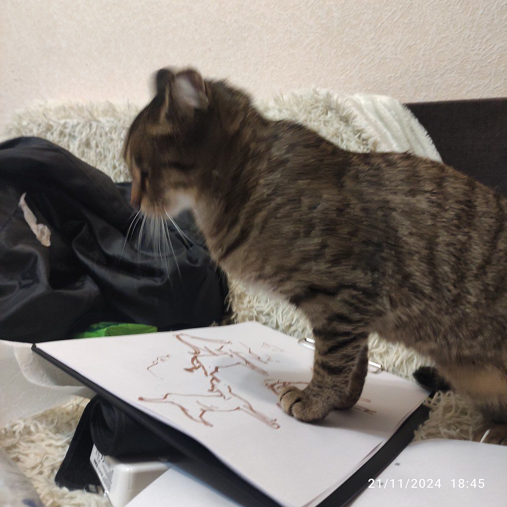 A cat at Edge of Table Demolition Pen and Pencil Clearance