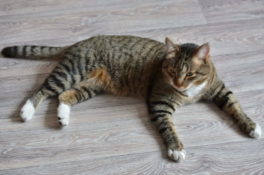 A cat at Edge of Table Demolition Plant Relocation