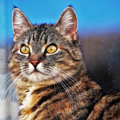 Mug, Edge Placed, Gloat Guaranteed, cat photo