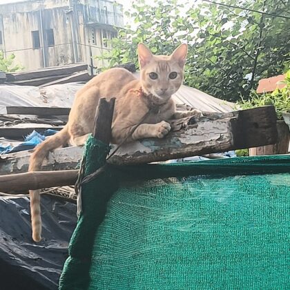 Table Edge Alignment Service, Mondays, cat photo